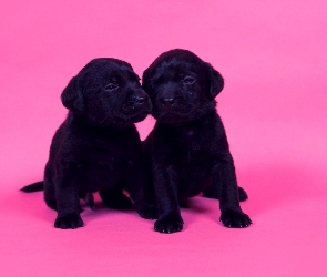 Szczeniaczki, Labrador Retriever