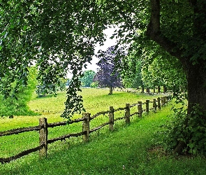 Płot, Drzewa, Łąki