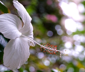 Biały, Hibiskus