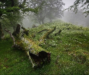Mgła, Łąka, Las