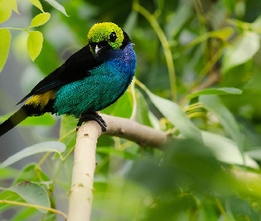 Rajski, Główka, Zielona, Tanager, Ptak