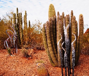 Pustynia, Kaktusy