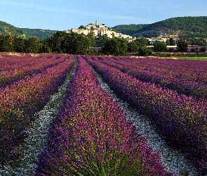 Lawendy, Pole, Francja, Zamek Grignan, Château de Grignan, Prowansja, Wzgórza