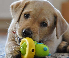 Labrador Retriever, Zabawka, szczeniak
