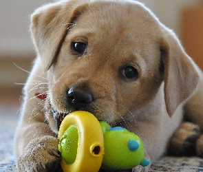 szczeniak, Zabawka, Labrador Retriever