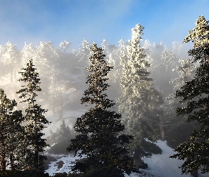 Śnieg, Świerki, Drzewa, Las, Zima