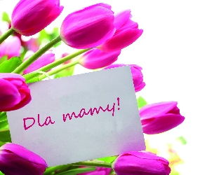 Dla mamy, Tulipany