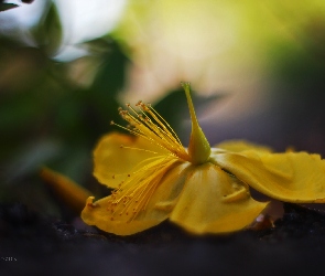 Żółty, Opadły, Kwiat