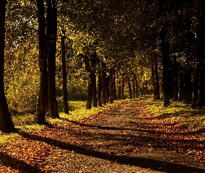 Park, Światło, Droga, Przebijające