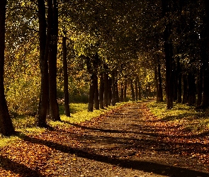 Droga, Park, Światło, Przebijające