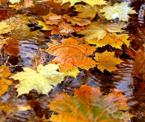 Jesień, W Wodzie, Liście