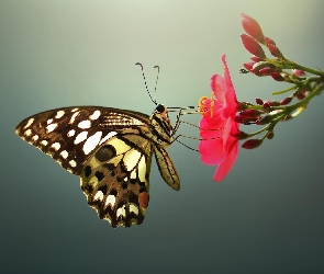 Owady, Kwiat, Motyl