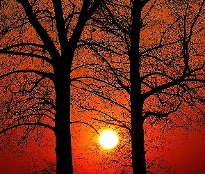 Drzewa, Słońca, Zachód, Czerwony