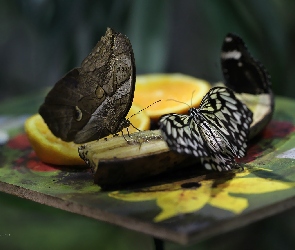Banan, Skrzydła, Motyle