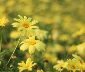 Żółte, Kwiaty, Margerytki