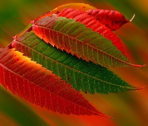 Jesień, Liście, Kolorowe