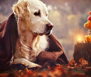 Pień, Świeczka, Golden retriever, Pies, Zabawka, Miś