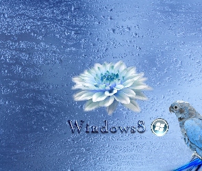 Papuga, Windows 8, System, Operacyjny
