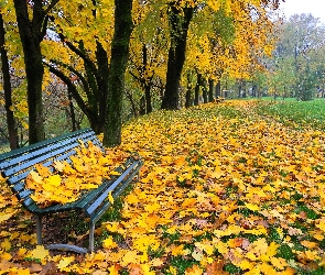 Park, Ławka, Liście, Drzewa