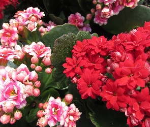 Kalanchoe, Różowe, Kwiaty, Czerwone