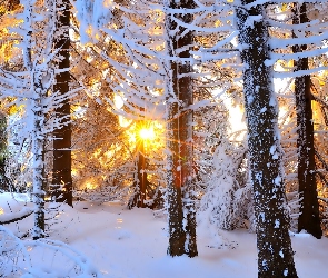 Las, Promienie słońca, Zima