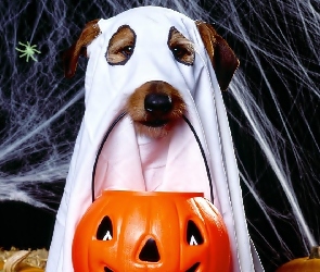 Halloween, Pies, Pajęczyna, Dynia, Pająk, Duch