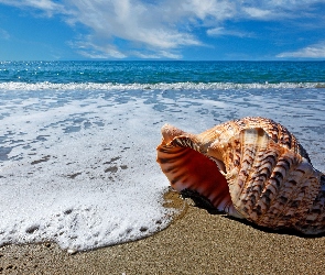 Piasek, Muszla, Morze, Plaża