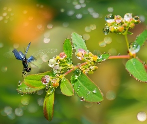 Roślina, Bokeh, Ważka