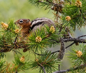 Gałąź, Szyszki, Chipmunk