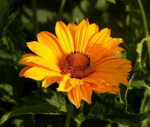 Helianthus