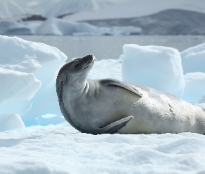 Foka, Antarktyda, Lód