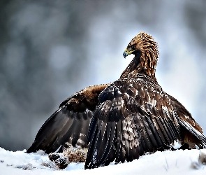 Śnieg, Orzeł przedni