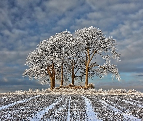 Drzewa, Świt, Zima, Obłoki, Pole