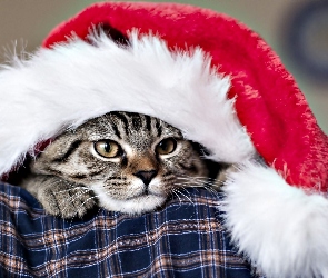 Boże Narodzenie, Mikołaja, Czapka, Kot