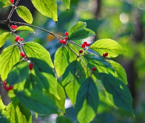 Liście, Kulki, Owoce, Czerwone, Zielone