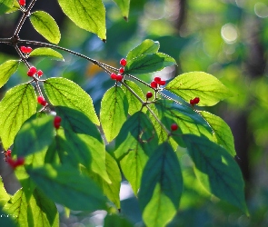 Liście, Kulki, Owoce, Czerwone, Zielone