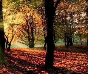 Słońce, Promienie, Jesień, Park