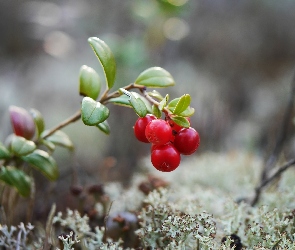 Gałązka, Listki, Żurawina