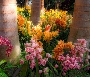Egzotyczny, Orchidea, Park