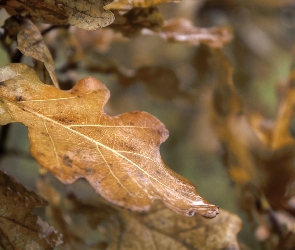 Liść, Jesień, Mokry, Dąb