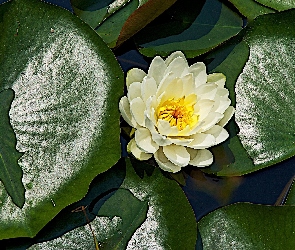 Lilia, Wodna