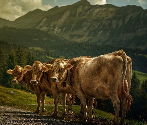 Krowy, Góry, Trzy