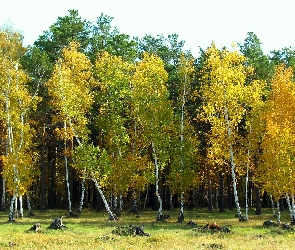 Jesień, Cień, Światło, Brzeźniak