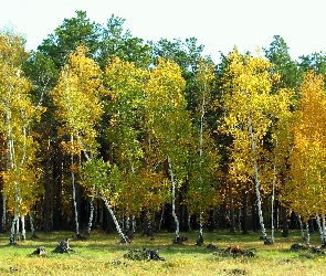 Jesień, Cień, Światło, Brzeźniak