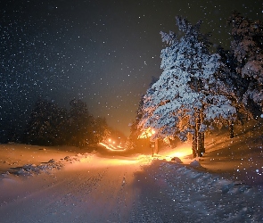 Śnieg, Padający, Noc, Oświetlenie, Drzewa, Zima, Droga