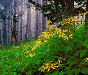 Kwiatki, Mgła, Las