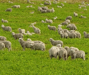 Stado, Owiec