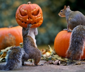 Wiewiórki, Dynie, Halloween