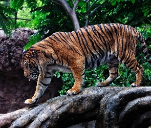 Skała, Tygrys