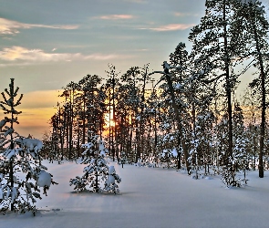 Śnieg, Drzewa, Las, Zachód Słońca, Zima